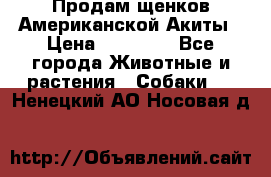 Продам щенков Американской Акиты › Цена ­ 25 000 - Все города Животные и растения » Собаки   . Ненецкий АО,Носовая д.
